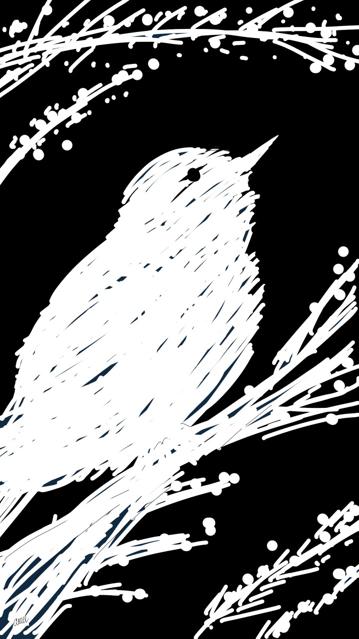 #dailydecember. #blackandwhite.  #Bird. #Amerkhan