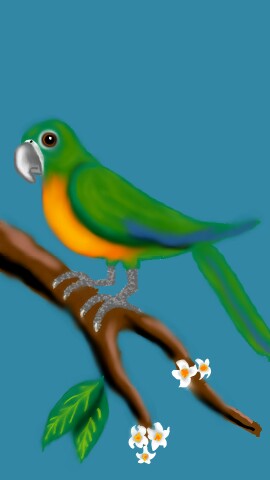 Meu periquito. 🐦