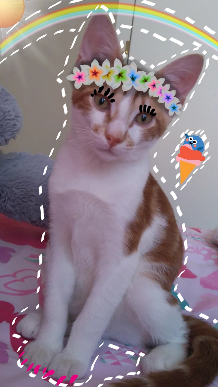 For ‪@sonysketch‬ its my cat Tommy I hope u like edit: FEATURED!!!?! Tnx so much this is my first ever featured sketch!!#fridayswithsketch #sketch #cat #stickers #PhotoChallenge