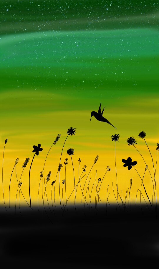 Hummingbird 