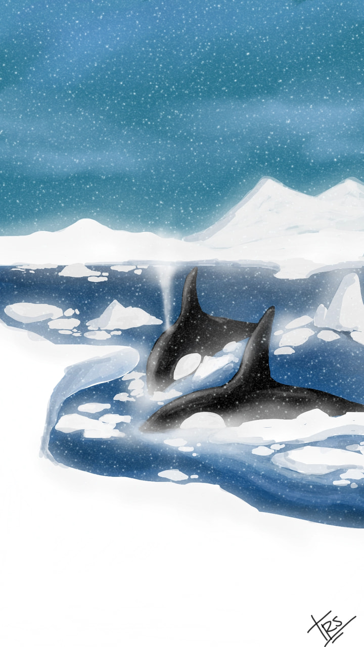 🐋 🐳❄#wintercreature #fridayswithsketch #sketch #sonysketch ‪@sonysketch‬