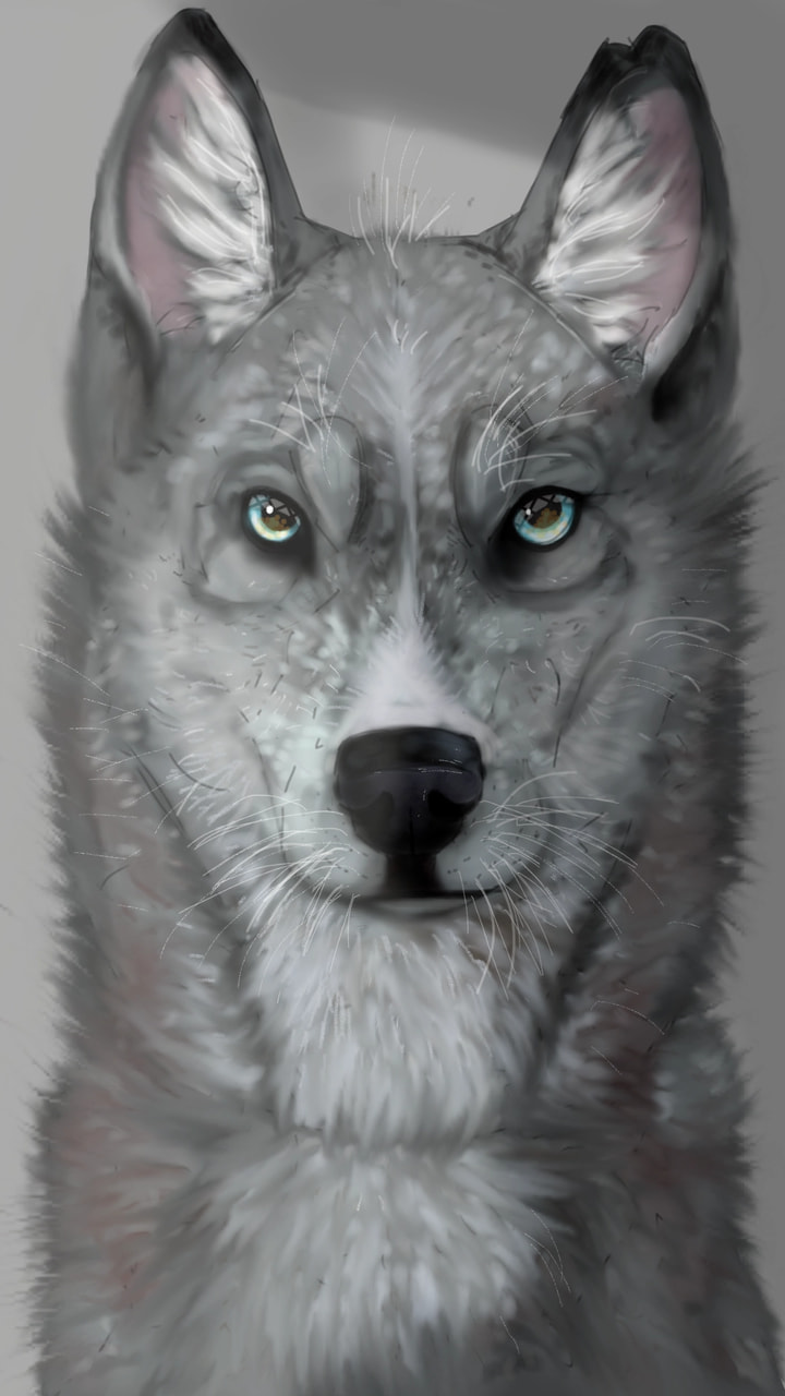 #fridayswithsketch #portraitchallenge  husky.edit:OMG. thanks I'm featured!!!!