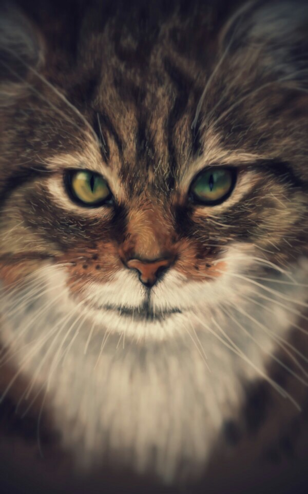 Finished my cat drawing :)