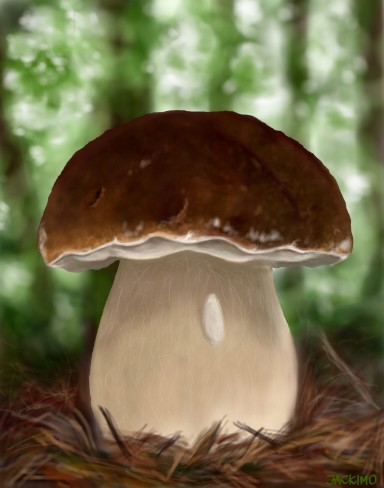 Boletus edulis, borowik szlachetny aka prawdziwek. I love mashrooming. Season I regard for opened./Kocham grzybobranie. Sezon uważam za otwarty. <3 #mashroom #jackimo