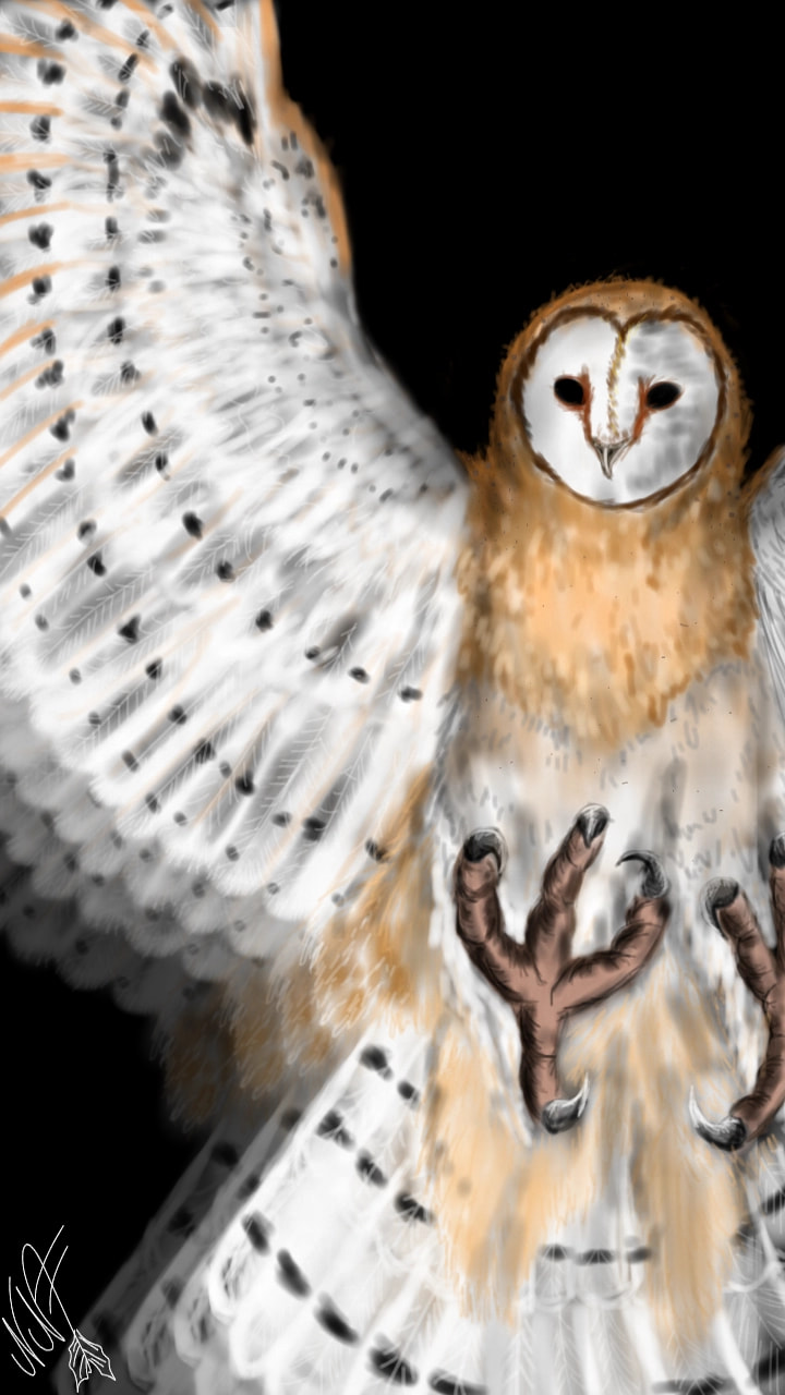 #Inktober #Inktober2017 #Swift #barnowl #owl