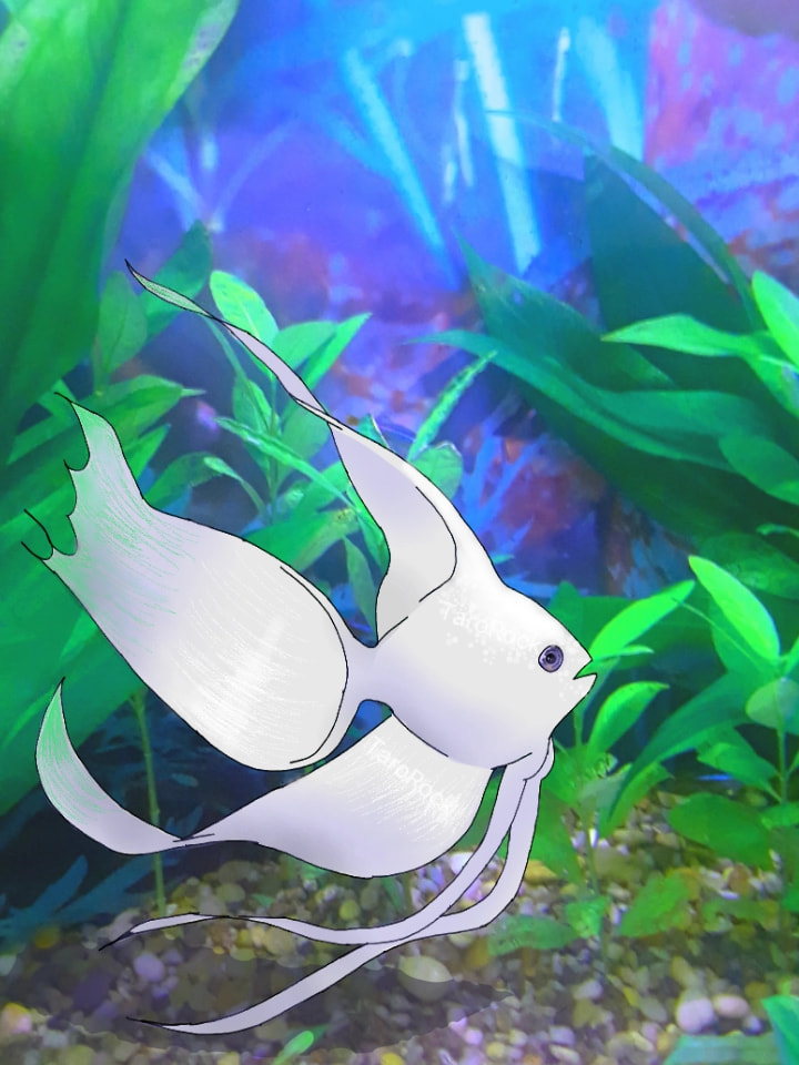 #fridayswithsketch #drawyourphoto #fish #TaroRock The background is an image of my fish tank that has been tinted indigo. I drew in the fish and I really like how they came out ^w^ Idk why but I love him now. He'll be my digital pet!